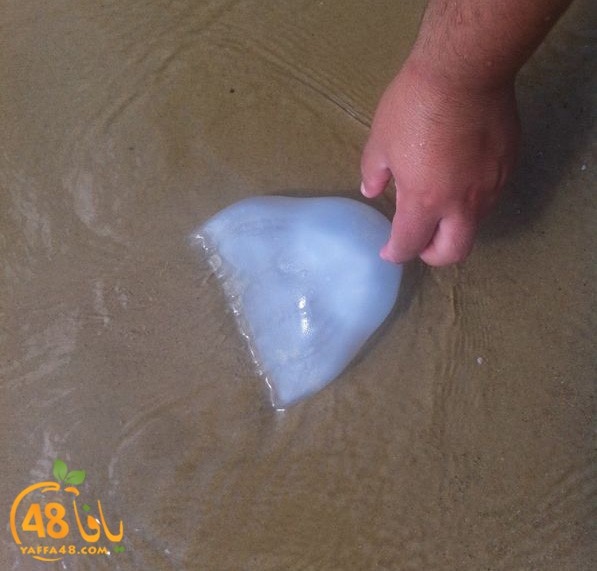 qandeel el ba7r629 (2).jpg